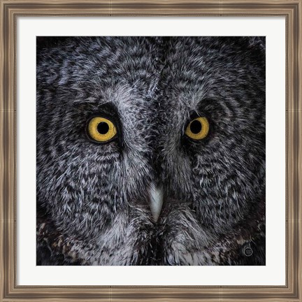Framed Great Grey Owl Print