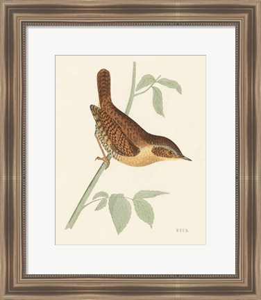 Framed Engraved Birds I Print