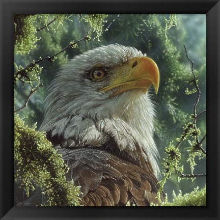 Framed Bald Eagle Print