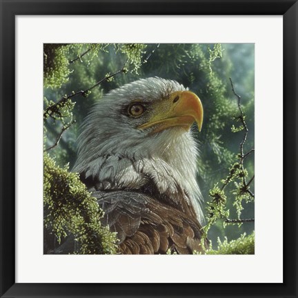 Framed Bald Eagle Print