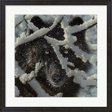 Framed Winter Black Wolf Print