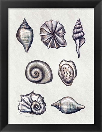 Framed Shells I Print