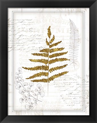 Framed Ferns II Print