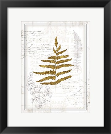 Framed Ferns II Print