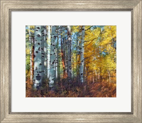 Framed Autumn Aspens Print