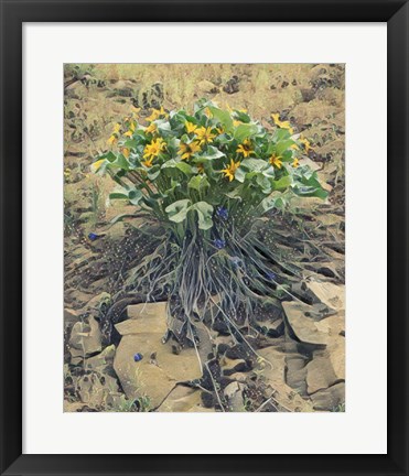 Framed Desert Bouquet Print