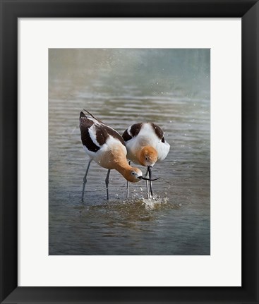 Framed American Avocet II Print