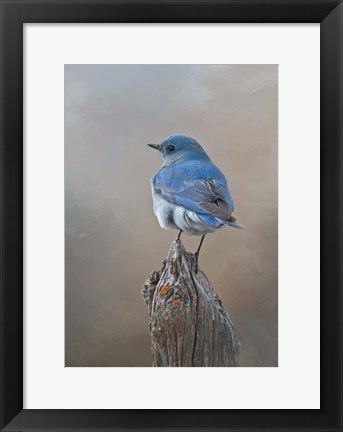 Framed Mountain Bluebird Print