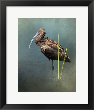 Framed White Faced Ibis Print