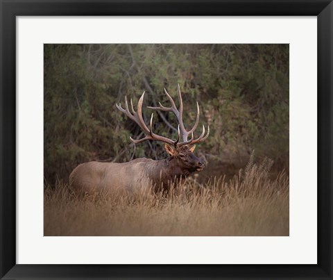 Framed Bull Elk Print