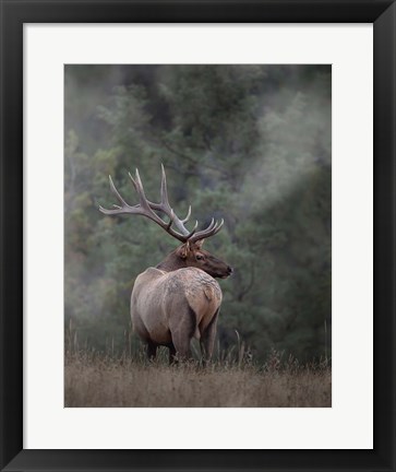 Framed Bull Elk II Print