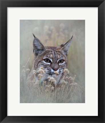 Framed Bobcat Print