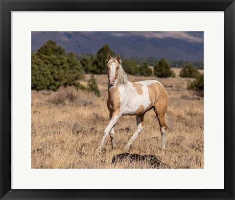 Framed Curious Colt Print