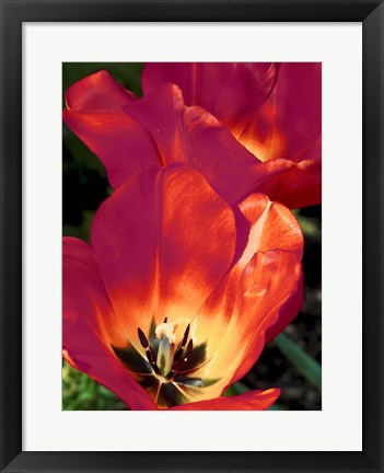 Framed Romantic Tulips I Print