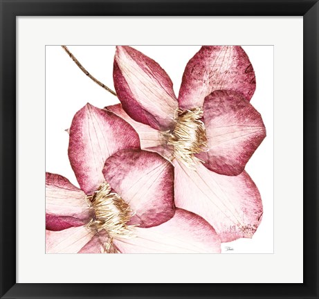 Framed Rouge Plum Flowers II Print