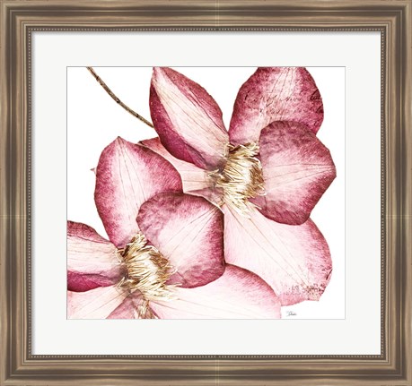 Framed Rouge Plum Flowers II Print