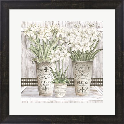 Framed Amaryllis Multi Pots Print