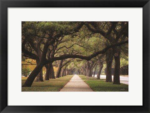 Framed Alley of Live Oaks Print