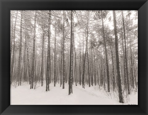 Framed Let It Snow Forest Print