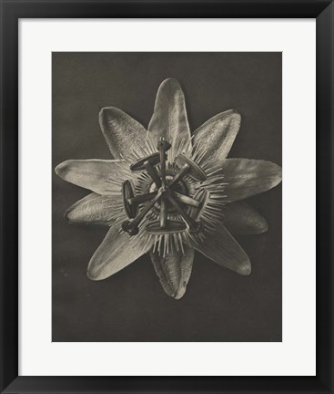 Framed Blossfeldt Flower I Print