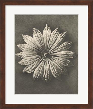 Framed Blossfeldt Flower II Print