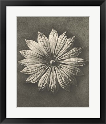 Framed Blossfeldt Flower II Print