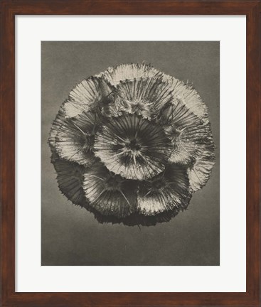 Framed Blossfeldt Flower III Print