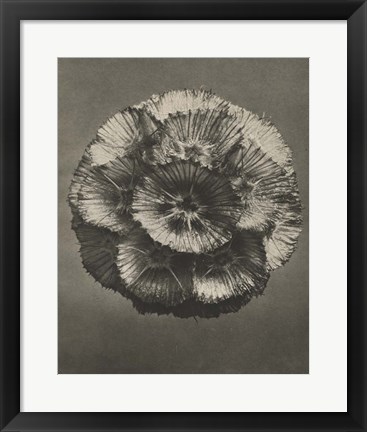 Framed Blossfeldt Flower III Print