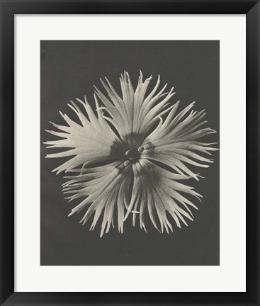 Framed Blossfeldt Flower IV Print