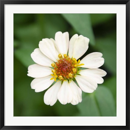 Framed Cropped Garden Flowers I Print