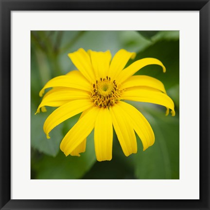 Framed Cropped Garden Flowers II Print