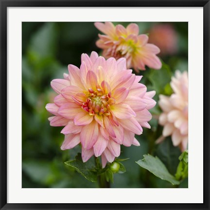 Framed Cropped Garden Flowers III Print