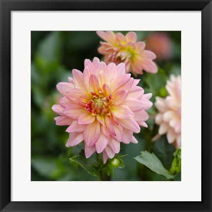 Framed Cropped Garden Flowers III Print