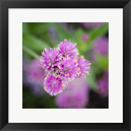 Framed Cropped Garden Flowers IV Print