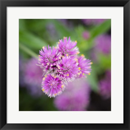 Framed Cropped Garden Flowers IV Print