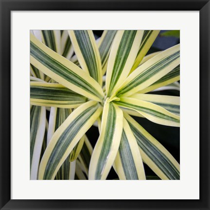 Framed Cropped Garden Leaves I Print