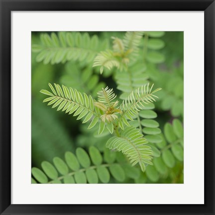 Framed Cropped Garden Leaves II Print