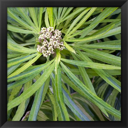 Framed Cropped Garden Leaves V Print