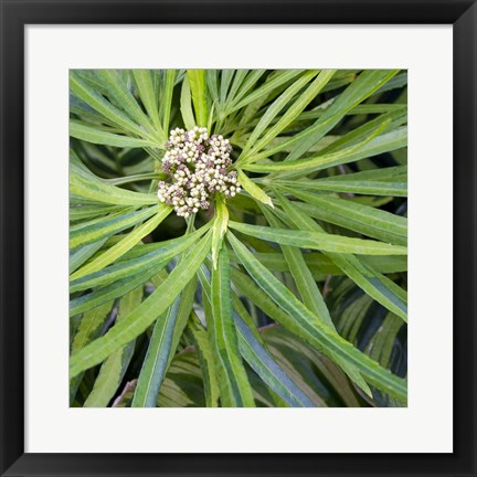 Framed Cropped Garden Leaves V Print