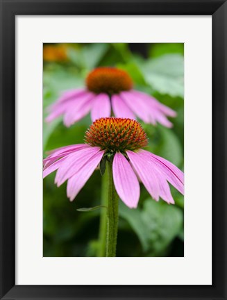 Framed Pink Coneflowers I Print