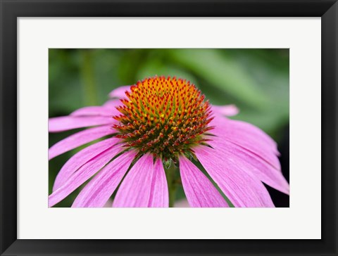 Framed Pink Coneflowers III Print