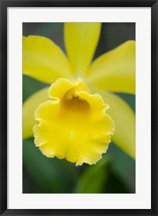 Framed Garden Array II Print