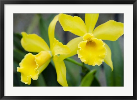 Framed Garden Array III Print