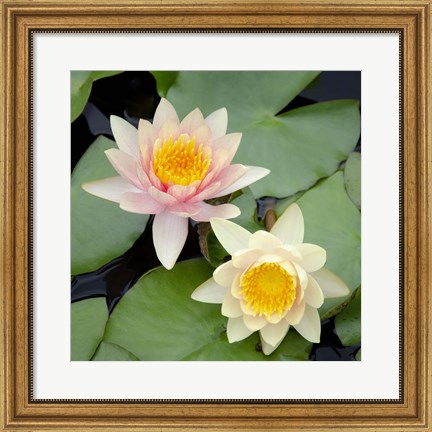 Framed Water Lily Flowers I Print