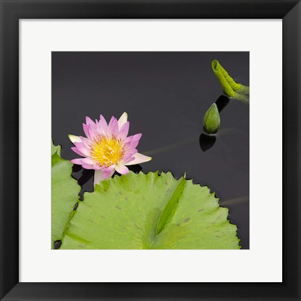 Framed Water Lily Flowers II Print