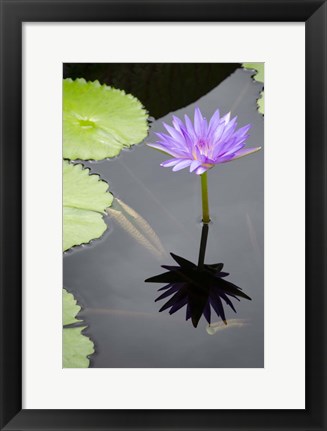 Framed Water Lily Flowers VI Print