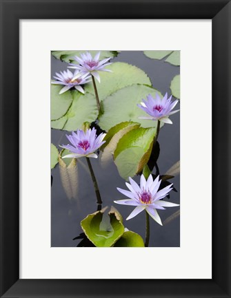 Framed Water Lily Flowers VII Print