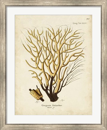 Framed Esper Sea Fans IV Print