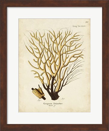 Framed Esper Sea Fans IV Print