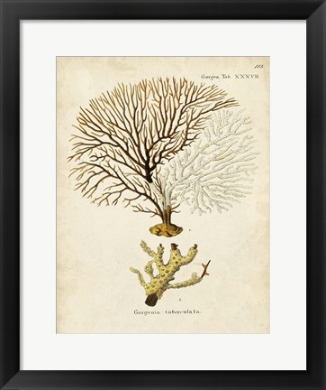 Framed Esper Sea Fans V Print